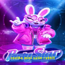 coelho mini satin rabbit